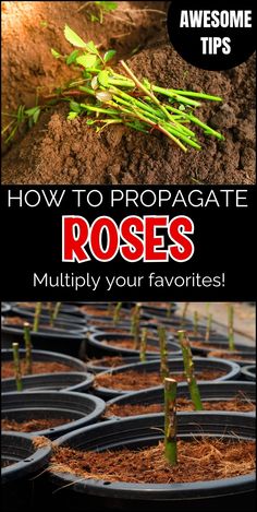 how to propagate roses in pots with text overlay