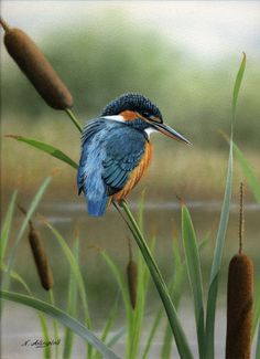 a colorful bird sitting on top of a green plant next to tall grass and reeds