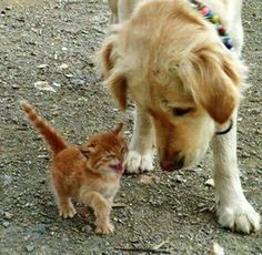 a dog and a cat are standing on the ground together, looking at each other