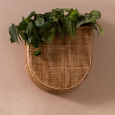 a potted plant sitting on top of a wooden shelf next to a white wall