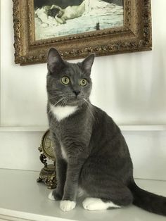 a gray and white cat sitting on top of a dresser next to a painting hanging above it