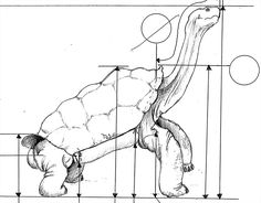 an image of a diagram of a turtle