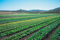 an aerial view of a farm field with rows of green plants and mountains in the background