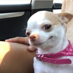 a small white dog wearing a pink collar sitting in the back seat of a car