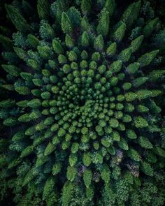 an aerial view of trees in the middle of a forest with lots of green leaves