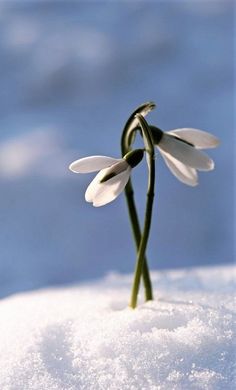 two small white flowers are in the snow