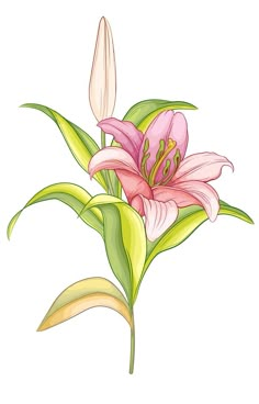 a pink lily flower with green leaves on a white background in a hand drawn style