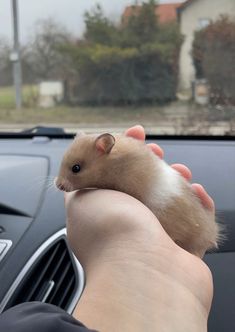 a hamster is sitting on someone's hand in the driver's seat