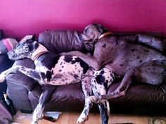 a dog laying on top of a brown couch next to a wooden floor in front of a pink wall