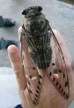 a close up of a person holding a small insect