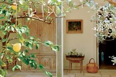 an orange tree in front of a house with lemons hanging from it's branches