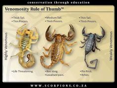 four different types of scorpions are shown in this graphic above the caption, which reads