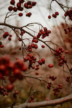 red berries are growing on the branches of a tree