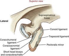 an image of the structure of the human ear and its major parts labeled in text