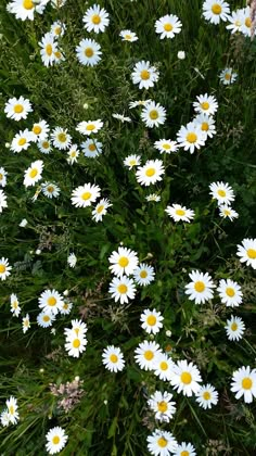 white and yellow daisies are growing in the grass