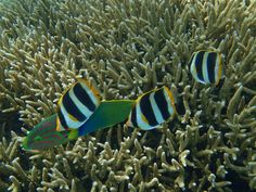 two tropical fish are swimming in the water near some corals and sea sponges