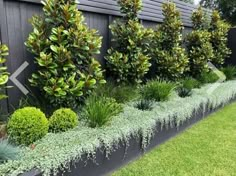 a row of green bushes in front of a black fence with grass growing on it