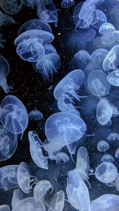 many jellyfish are swimming in the water