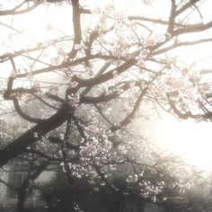 the sun shines through the branches of some trees in front of an old building