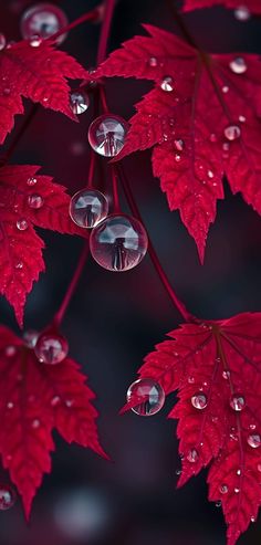 red leaves with drops of water on them