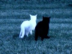 two black and white cats standing in the grass at night, one is looking back