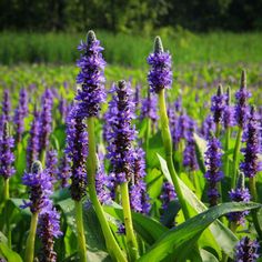 Pontaderia cordata  ~  Pickerelweed - Delivered By ServeScape Water Garden Plants, Bog Plants, Cardinal Flower, Edible Seeds, Floral Aesthetic, Bleu Violet, Starter Plants