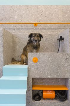 a dog is sitting in the corner of a room with stairs and a shower head