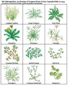 the different plants and their names are shown in this chart, which shows what they can grow