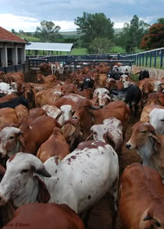 a large herd of cattle standing next to each other on a dirt ground near a fence