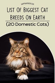 List Of Biggest Cat Breeds On Earth (20 Domestic Cats) Big Domestic Cats, Large Cats Domestic, Big Domestic Cat Breeds, Biggest Cat Breeds, Cat Breeds Chart Pictures, Long Hair Cats Breeds