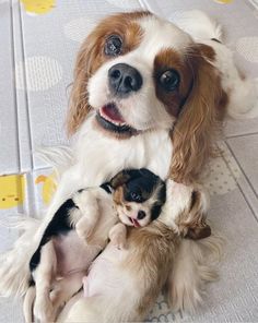 a dog is holding two puppies in its paws