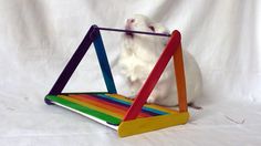 a white hamster playing with a colorful toy on a white background in front of a white backdrop