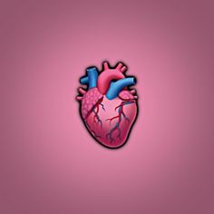 the human heart on a pink background