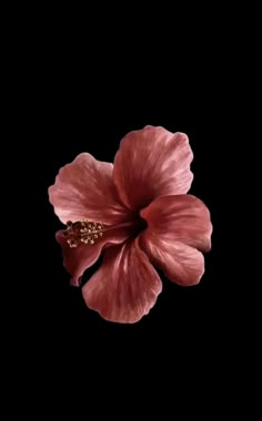 a pink flower is shown against a black background