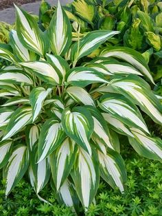 a white and green plant sitting in the grass