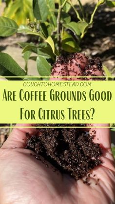 a handful of coffee grounds with a lime tree Lemon Tree Potted Care, Coffee Grounds For Plants, Tangerine Tree, Citrus Garden, Citrus Plant