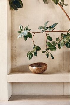 a potted plant sitting on top of a wooden shelf next to a vase filled with green leaves