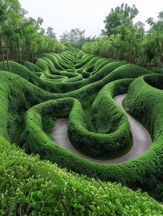 a very large green maze in the middle of some bushes