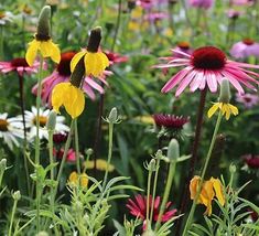 many different colored flowers in a field