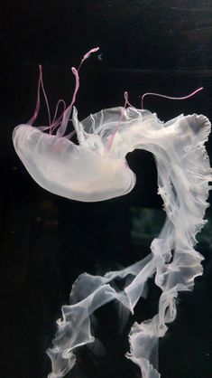 a white jellyfish floating on top of a black surface in the water with pink stems sticking out of it's back end