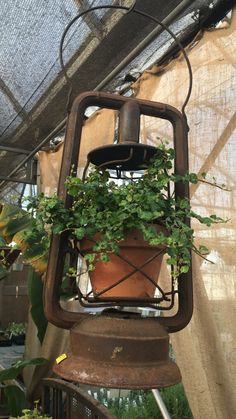 an old light fixture with plants growing in it