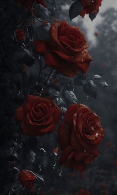 three red roses with water droplets on them in front of dark foliage and trees,