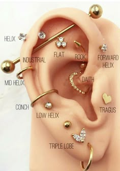 an ear with several different types of piercings on top of it and labeled in the words