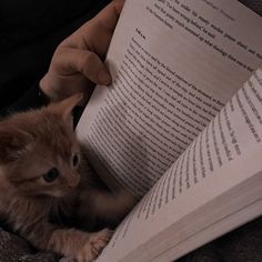 a small kitten laying on top of an open book next to a person holding it