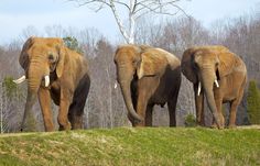 three elephants are walking on the grass in front of some trees and one elephant has tusks