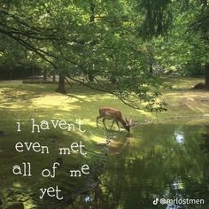 a deer is drinking water from a pond in the woods with a quote written on it