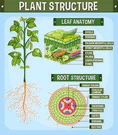 the plant structure is shown in this diagram, with all its parts labeled on it