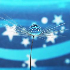 a dandelion in front of a blue and white background with stars on it