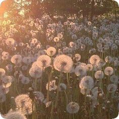 a field full of dandelions with the sun in the background