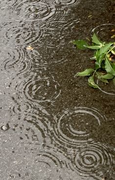 the leaves are on the ground in the rain